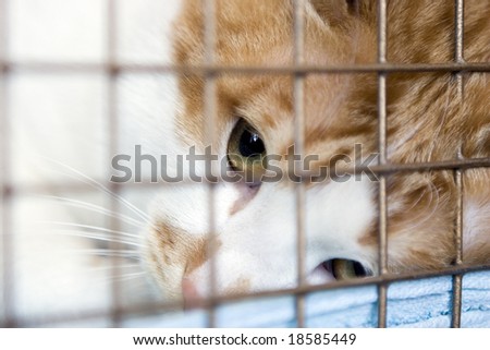 Tabby red cat looking up as he\'s held through the bars of his cage.