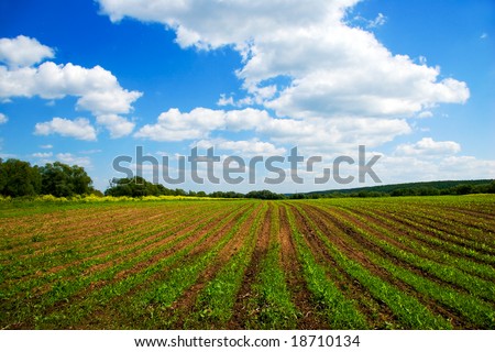 Green agricultural sow field and blue sky in country at nice summer day in Russia