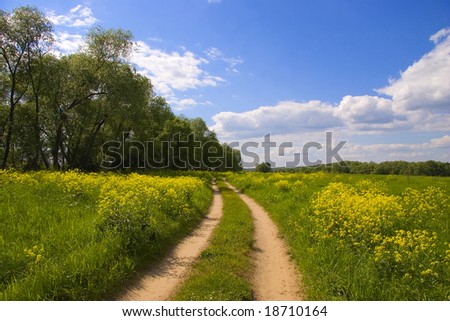 Road at green meadow and yellow flowers in summer day in Russia