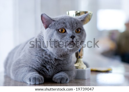 British blue cat with his award at cat\'s show