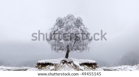 Winter Solitude tree