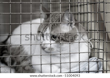 Sad red cat breeds bobtail in a cage at the exhibition