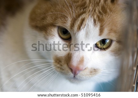 Sad red cat breeds bobtail in a cage at exhibition