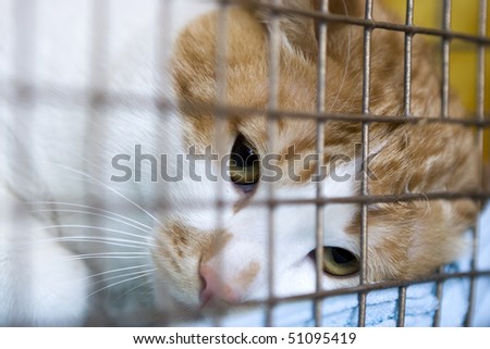 Sad red cat breeds bobtail in a cage at  exhibition