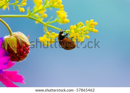 Ladybird, strawberries and yellow flowers on a blue background.