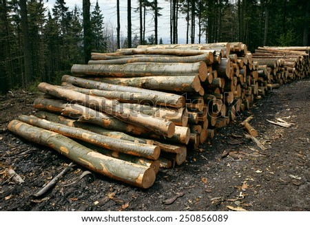 A woodpile of chopped lumber in the forest