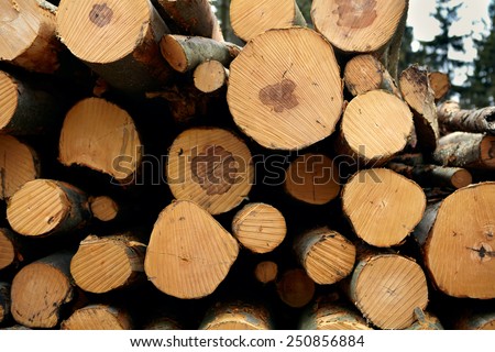 Detail pf a woodpile of chopped lumber in the forest