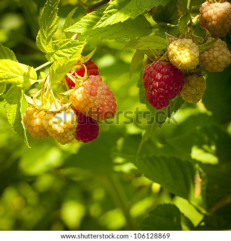 Raspberry berries keep up on a bush