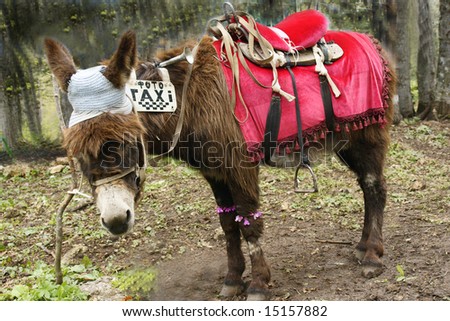 Burro under the guise of taxi.It is possible to sweep.It is possible to be taken picture