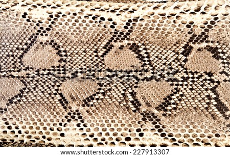 snake skin python
