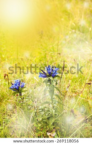 alpine flower wild blurred vision