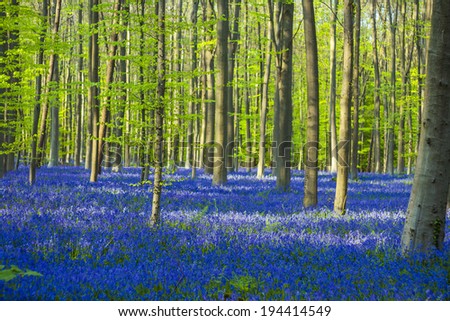 blue and green / colorful bluebells forest