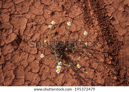 group of flowers blooming in the dry land in castilla la mancha, spain.