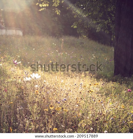multicolor flowers field background with summertime warm light