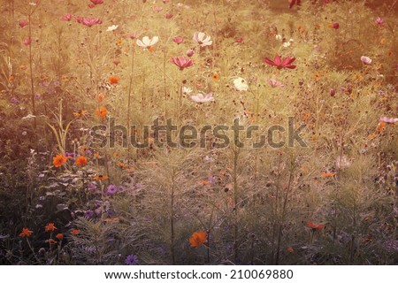 multicolor daisies flowers field and warm light, vintage dreamy