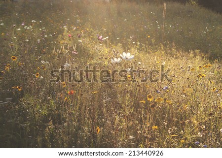 dreamy multicolor flowers field background with summertime warm