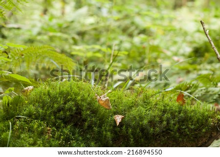 green vegetation in the forest, nature abstract background