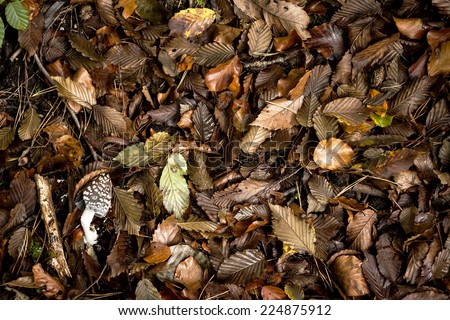 autumn nature background with tan leaves and a coprinus comatus mushroom