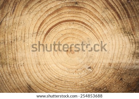 pine tree rings