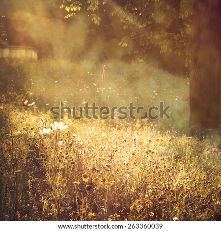 multicolor flowers field background with summertime warm glitter