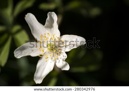 wild anemone nemorosa or wood anemone flower blooming in early s