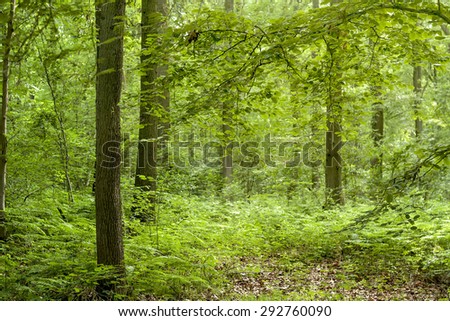 green and wild vegetation in a forest