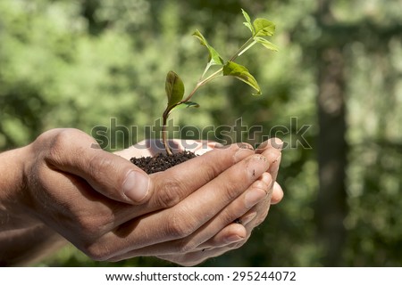 man hands holding a green sprout on earth