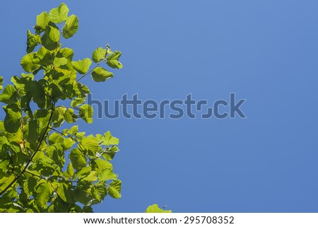 minimal nature background with hazel green leaves and intense bl