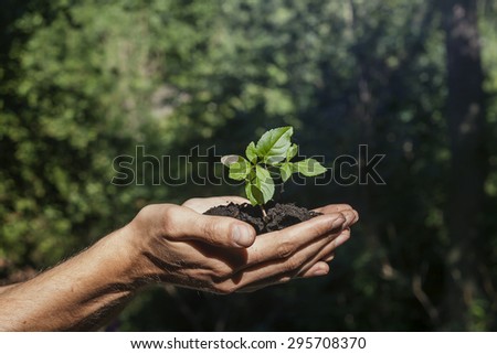 hands holding a green sprout