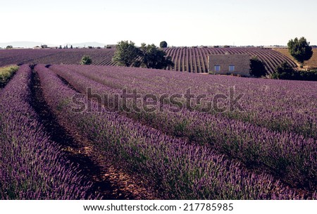Lavender flower blooming fields. Landscape in Valensole plateau, Provence, France