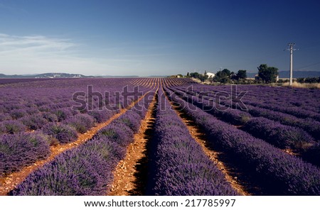 Lavender flower blooming fields. Landscape in Valensole plateau, Provence, France