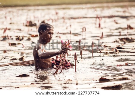 ANGKOR WAT,CAMBODIA - DECEMBER 31: Unidentified man gather lily flowers in Angkor Wat complex on December 31,2013, , Cambodia. Angkor temples and ruins are UNESCO World Heritage Site.