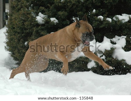 Boxer Dog Protecting his yard