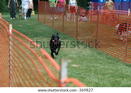 Dog racing another dog through a radar run at a dog festival