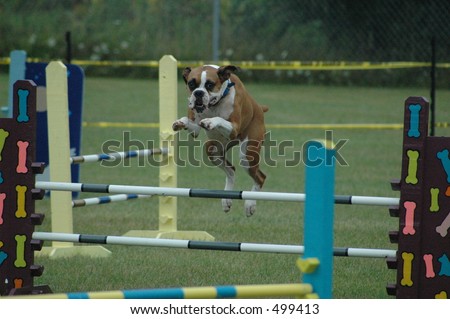 Boxer Run