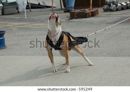 American Bulldog pulling a cart in a weight pull