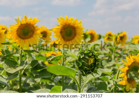 Close up of sun flower bud with sun flowers landscape in background