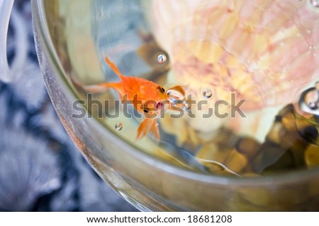 goldfishes swiming in a bowl
