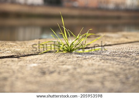 Plant of grass taking root in a crack of a concrete wall Reduced depth of field.