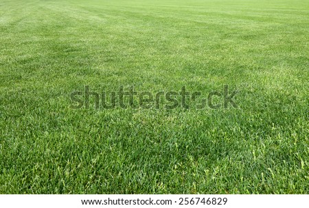 Detail of the lawn of the famous Miracle Square (Italy-Tuscany-Pisa)