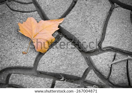 Isolated dry leaf on the ground - concept image\
Picture useful to express the concepts of: life, death, melancholy,\
sadness, pessimism, hope, and so on ...