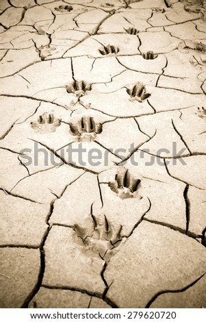 Footprint left on a muddy sand by a dog paw. Little vignette effect added.