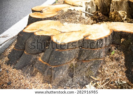 Detail of tree stump from recently cut tree. \
Linden tree was cut because sick and was threatening to collapse