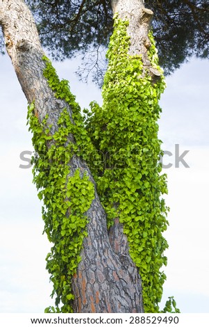 Invasive ivy plant climbing up a pine tree