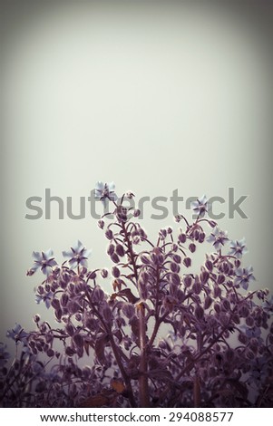 Borage plants on sepia background - toned image\
Borage is a herbaceous plant, with small blue flowers. Useful as an emollient relieves respiratory disorders