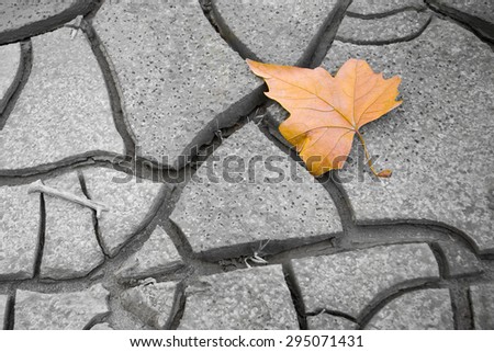 Isolated dry leaf on the ground - concept image Picture useful to express the concepts of: life, death, melancholy, sadness, pessimism, hope, and so on ...