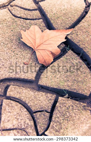 Isolated dry leaf on dry ground - toned image