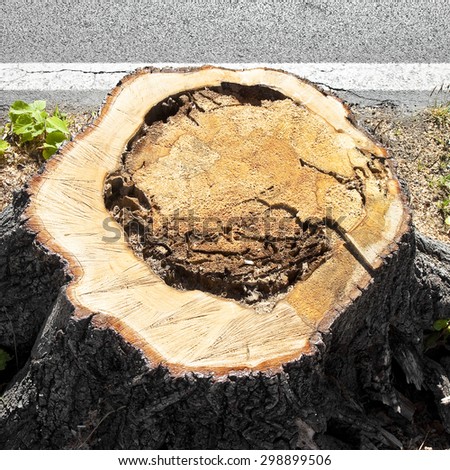 Detail of tree stump from recently cut tree.  Linden tree was cut because sick and was threatening to collapse