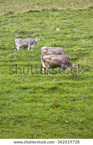 Calves and cows in a Switzerland pasture with copy space