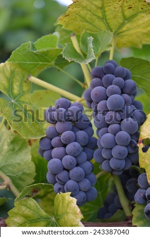Close up of ripe, purple grapes hanging on green vines./Purple grapes growing on green vines